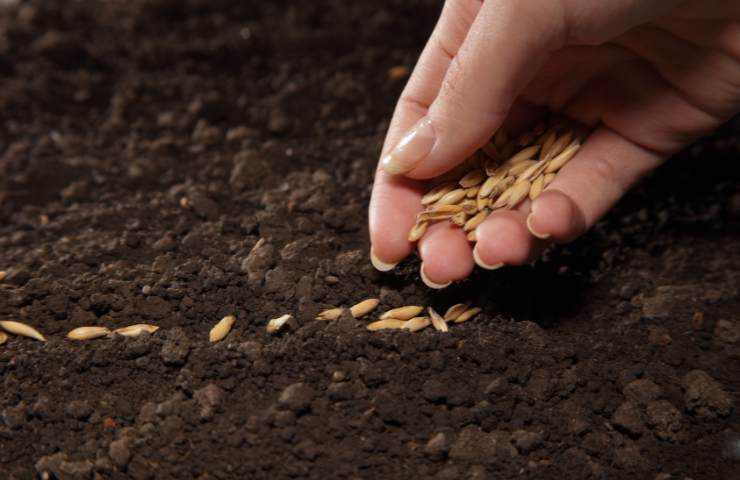 Una persona pianta dei semi