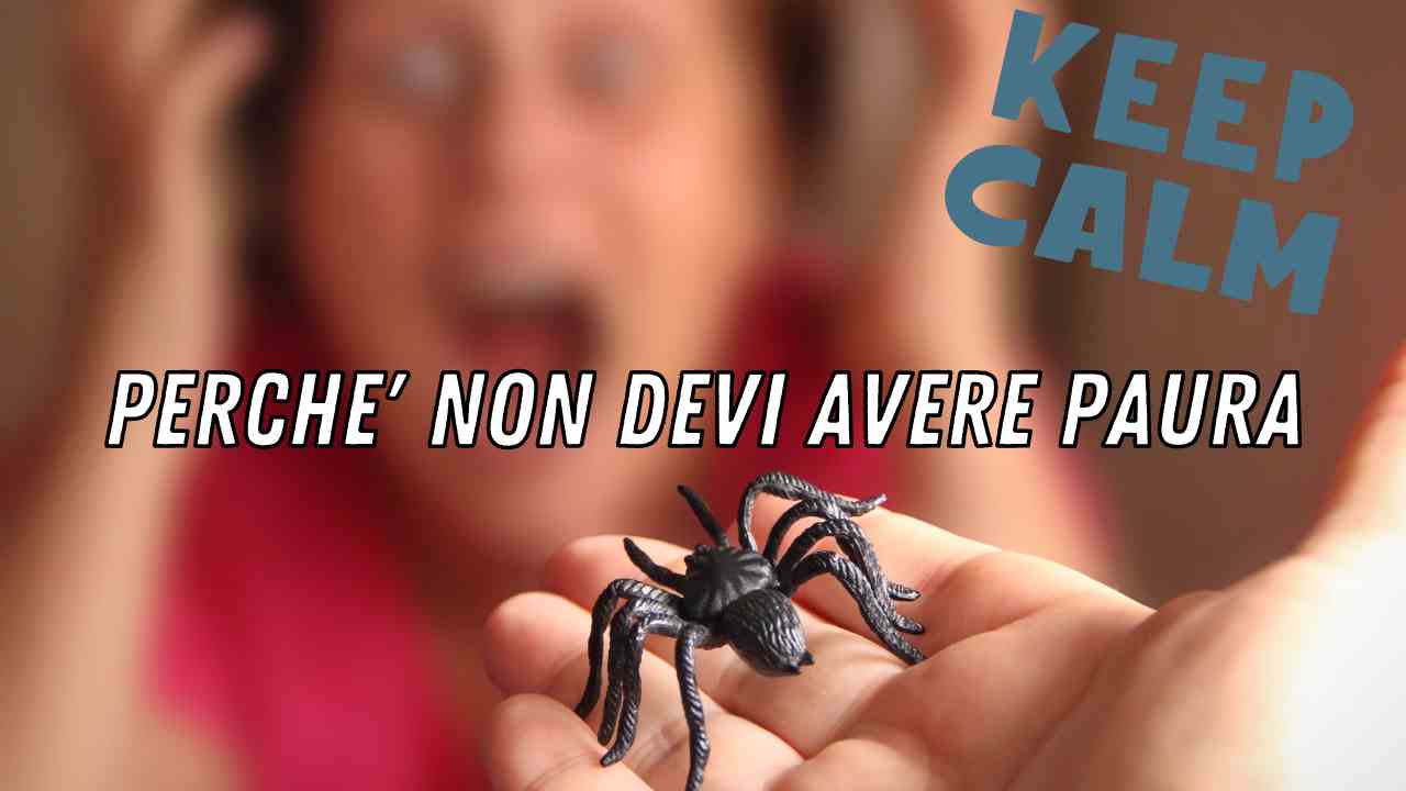 aracnofobia paura dei ragni come si guarisce cause