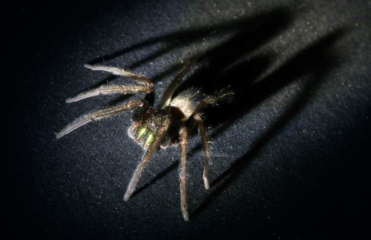 Una tarantola in un ambiente poco illuminato