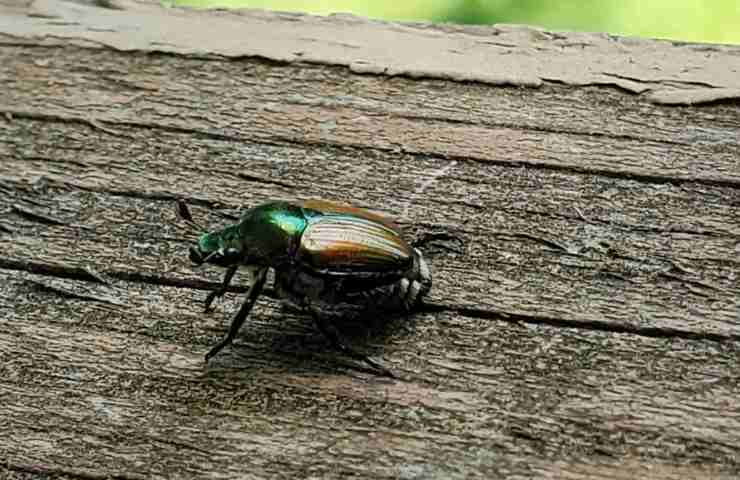 Uno scarafaggio su una superficie di legno
