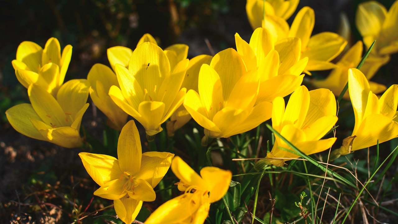 Zafferanastro giallo fiorisce in inverno