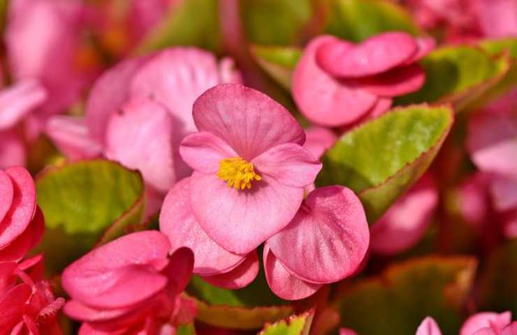 Begonia, come curarla e prendersene cura