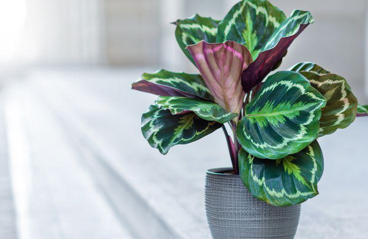 calathea