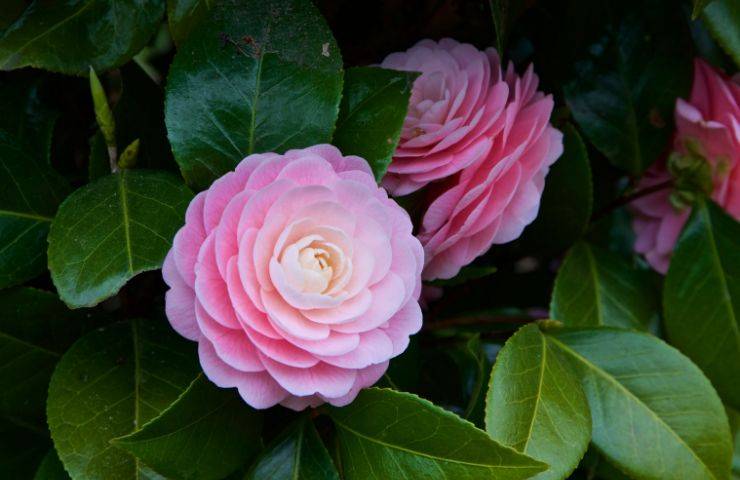 camelia