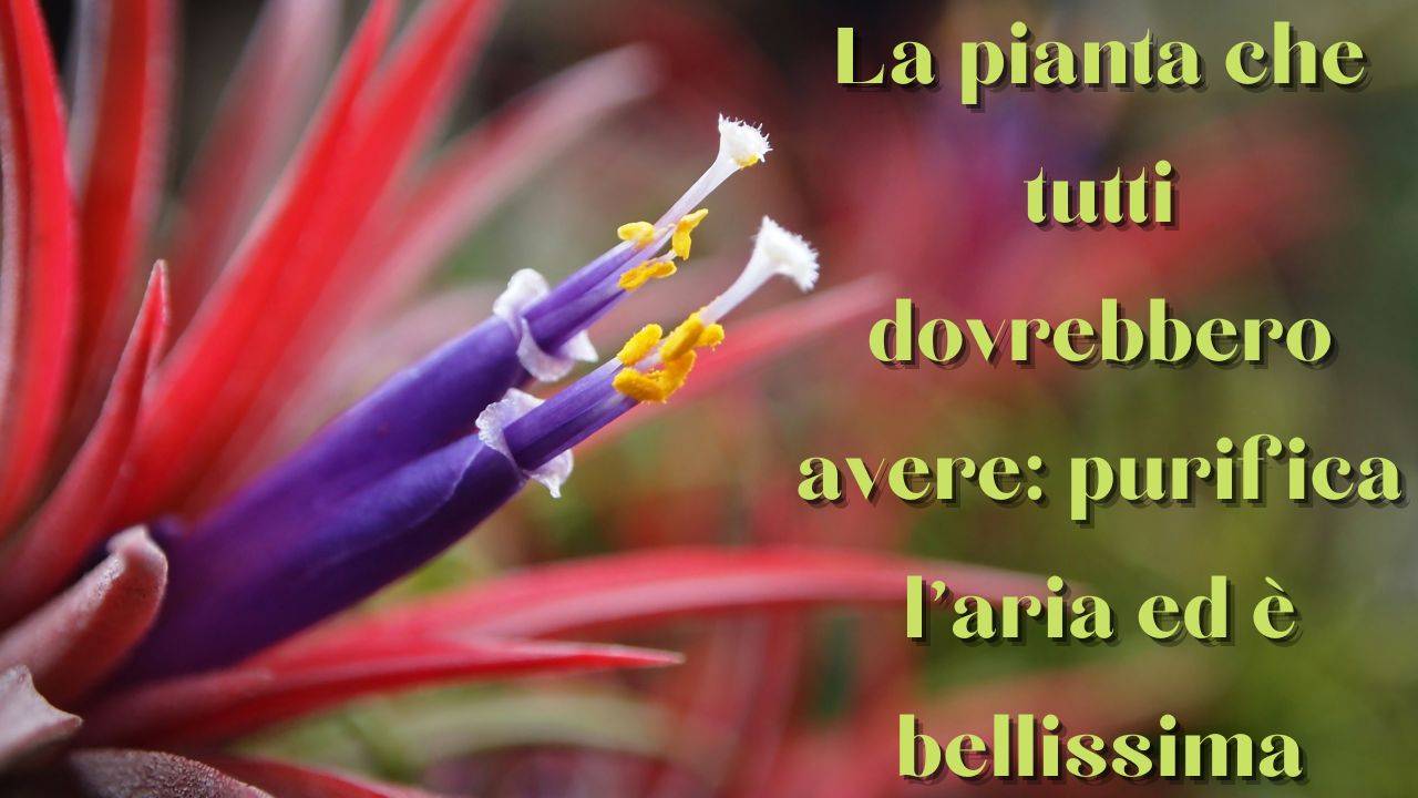 coltivazione tillandsia