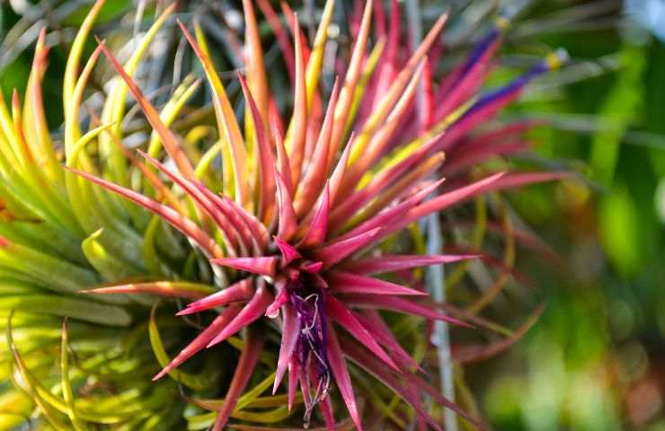 curare tillandsia