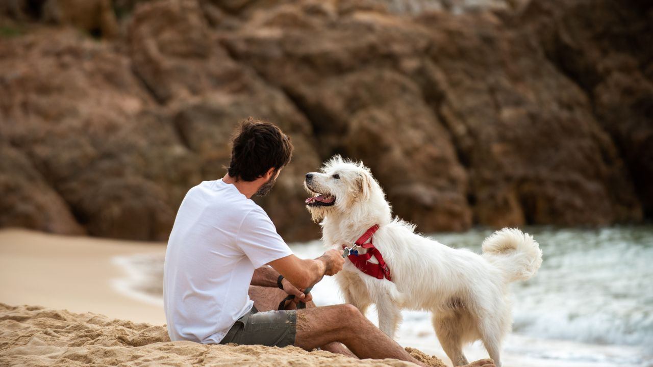 I cani pensano come gli esseri umani