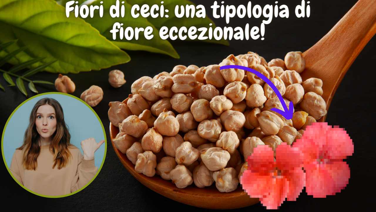 pianta ceci