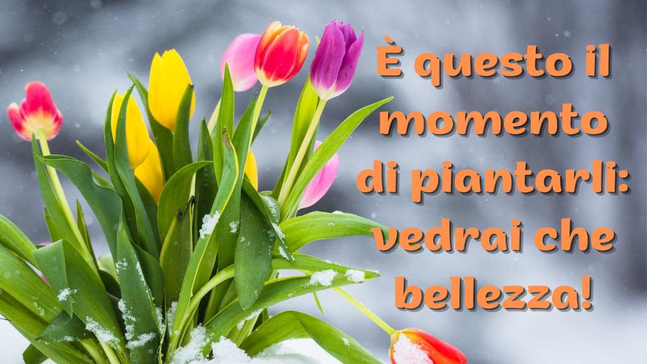 fiori di gennaio