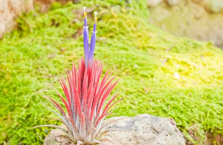 come curare tillandsia