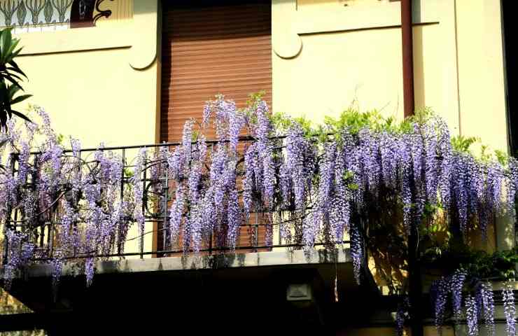 glicine balcone