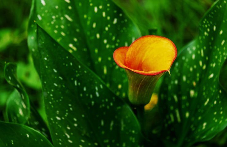 malattia calla