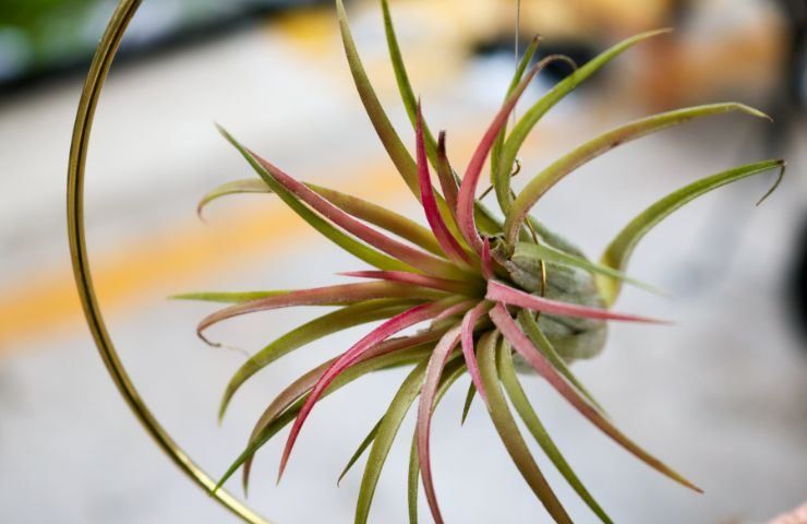 come coltivare tillandsia