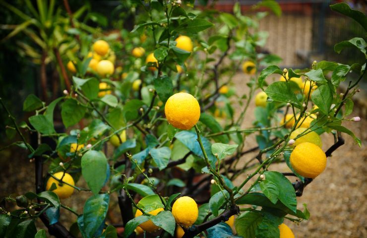rimedi pianta limone cura