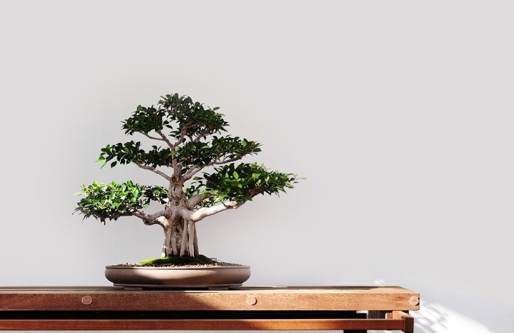 bonsai come regalo