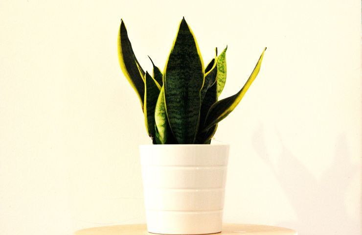 sansevieria