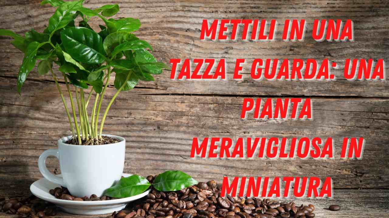 semi in tazza