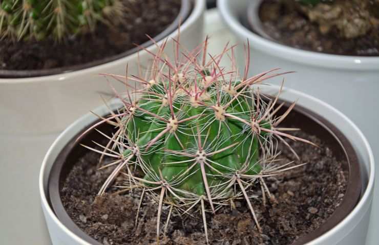 Astrophytum