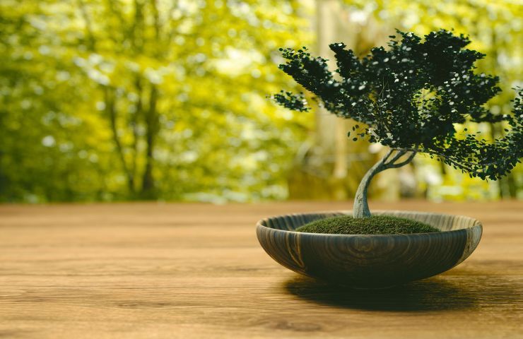 Cura bonsai