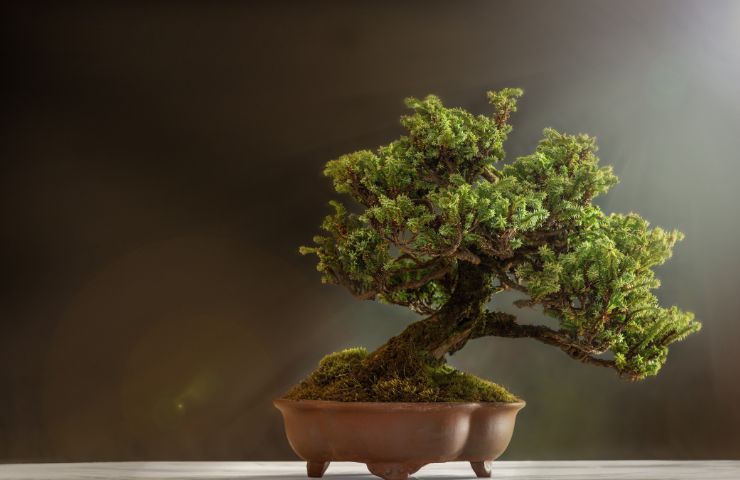 Cura bonsai