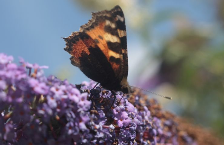 Buddleia