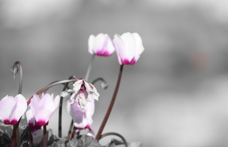 coltivazione ciclamino inverno