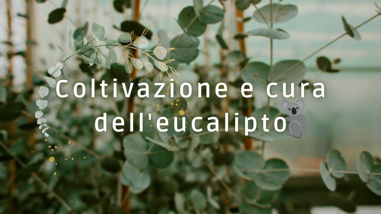 eucalipto cura coltivazione