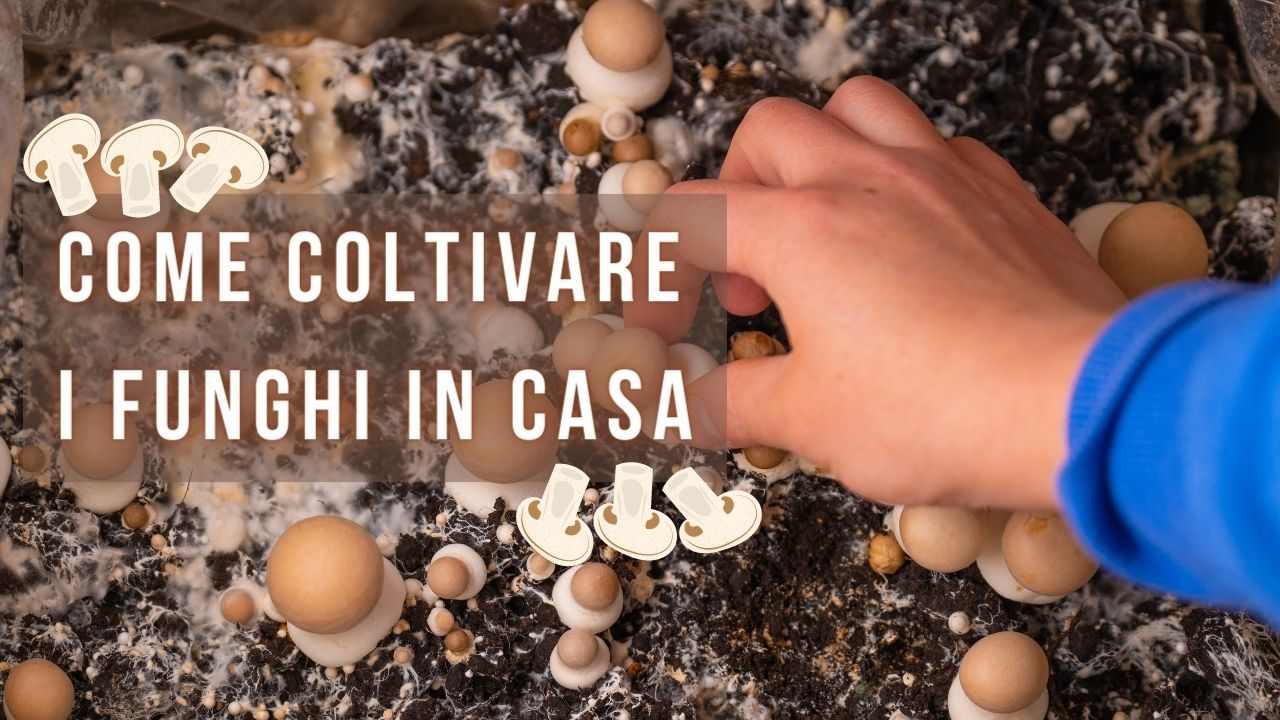 coltivare funghi casa