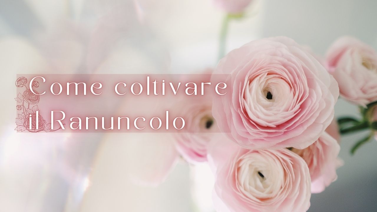 coltivare ranuncolo