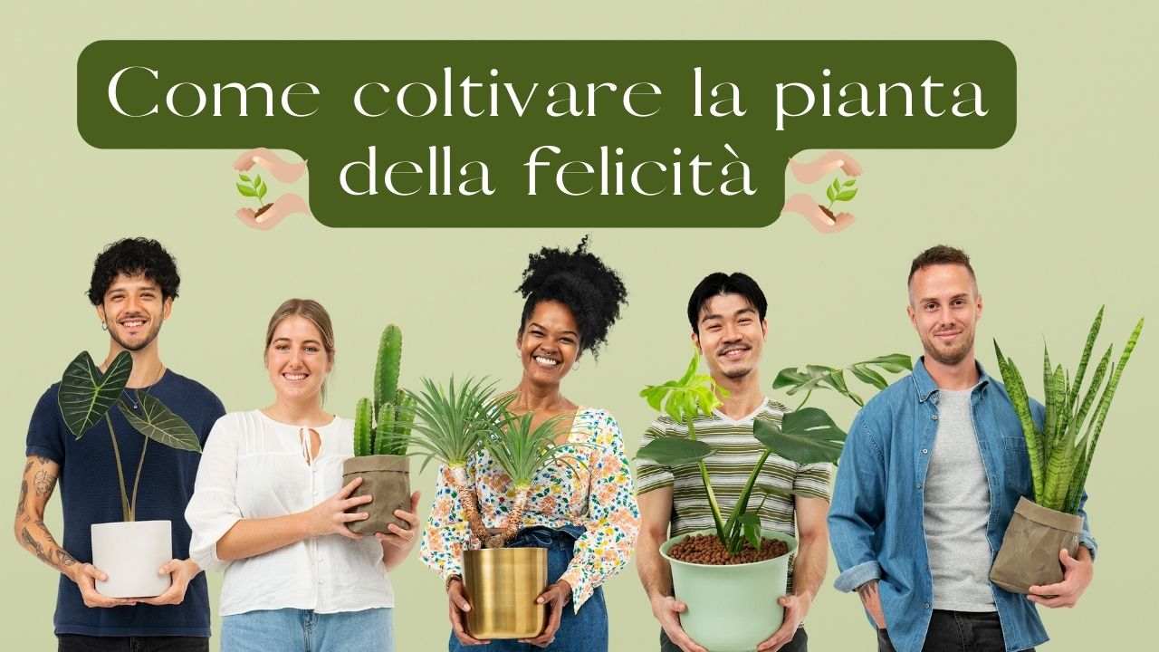 coltivare pianta della felicità