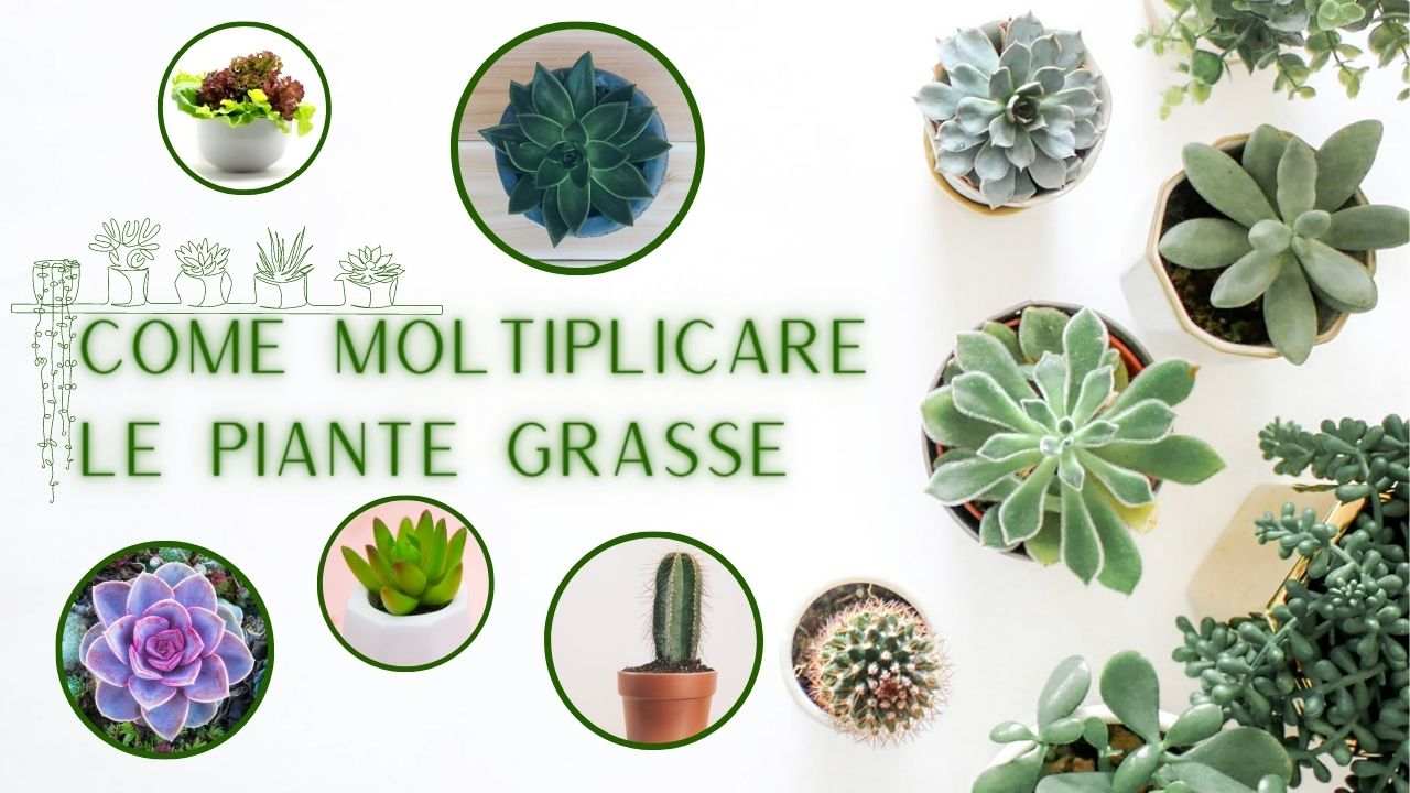 moltiplicare piante grasse