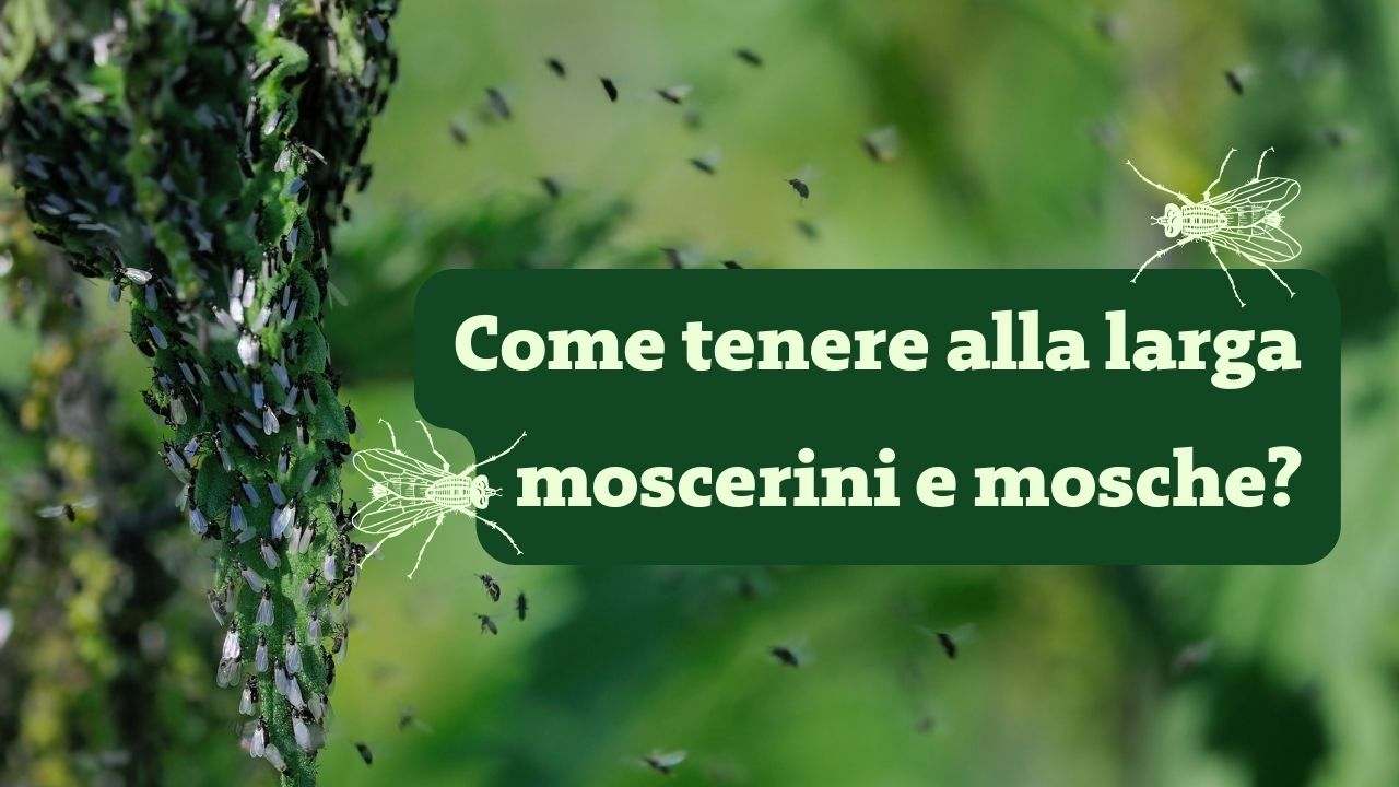 rimedio naturale moscerini