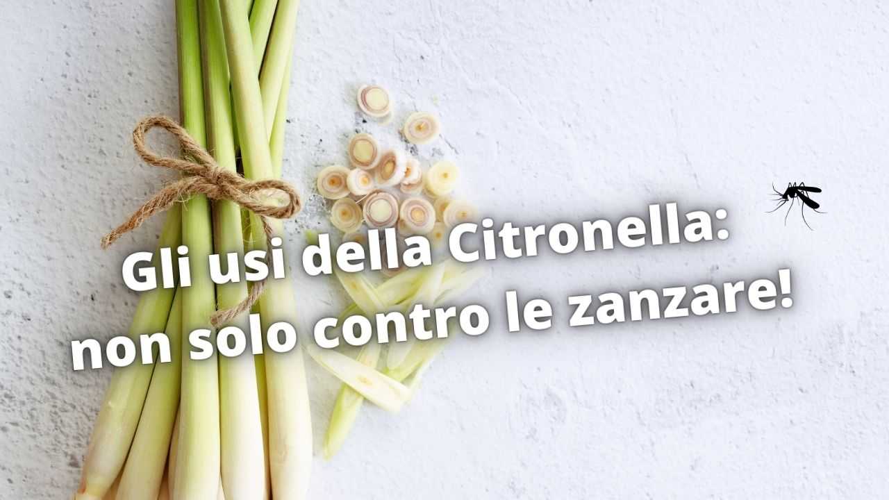 citronella usi