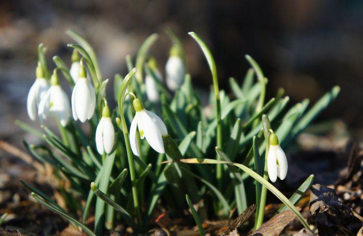 curare giardino prima della primavera