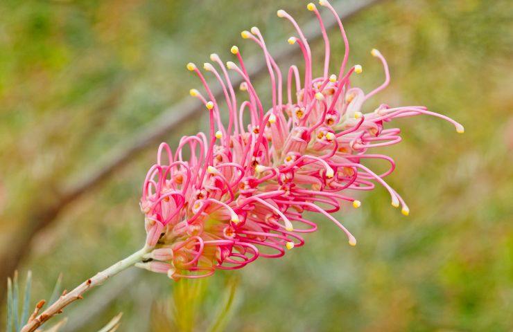 grevillea