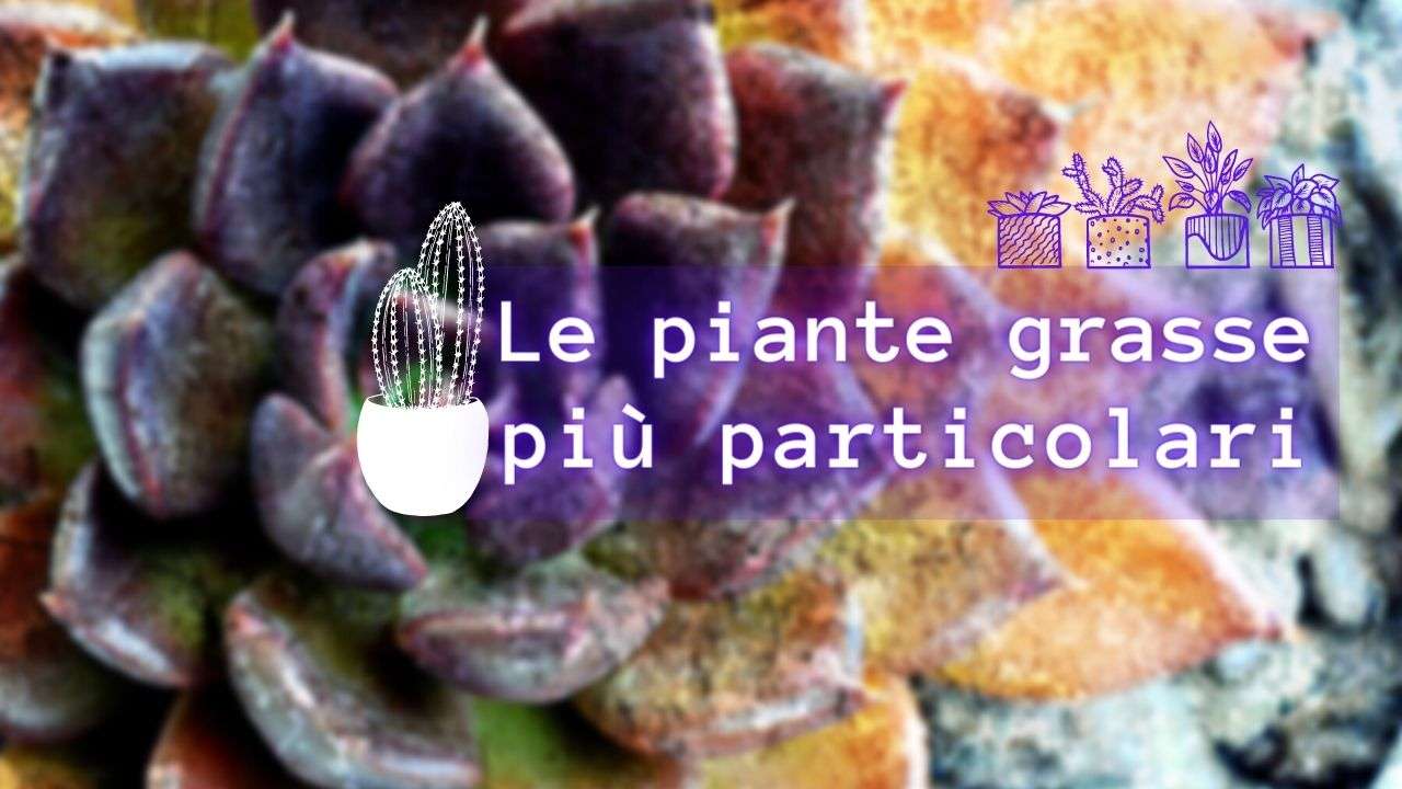 piante grasse particolari