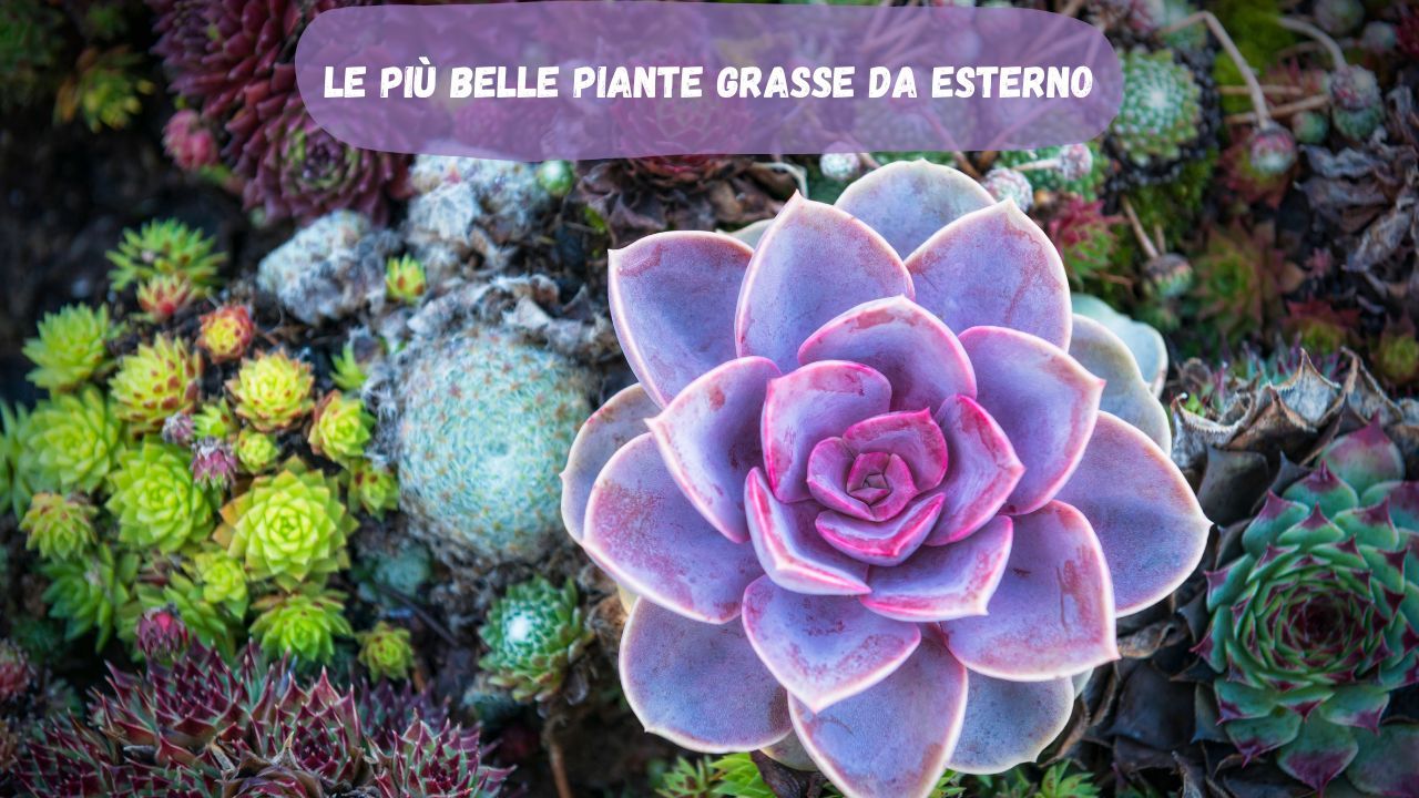 Piante grasse