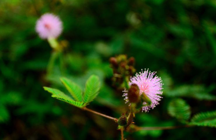 Mimosa pudica pianta