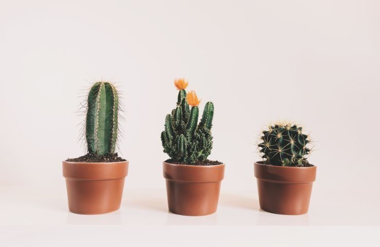 coltivare Mini cactus