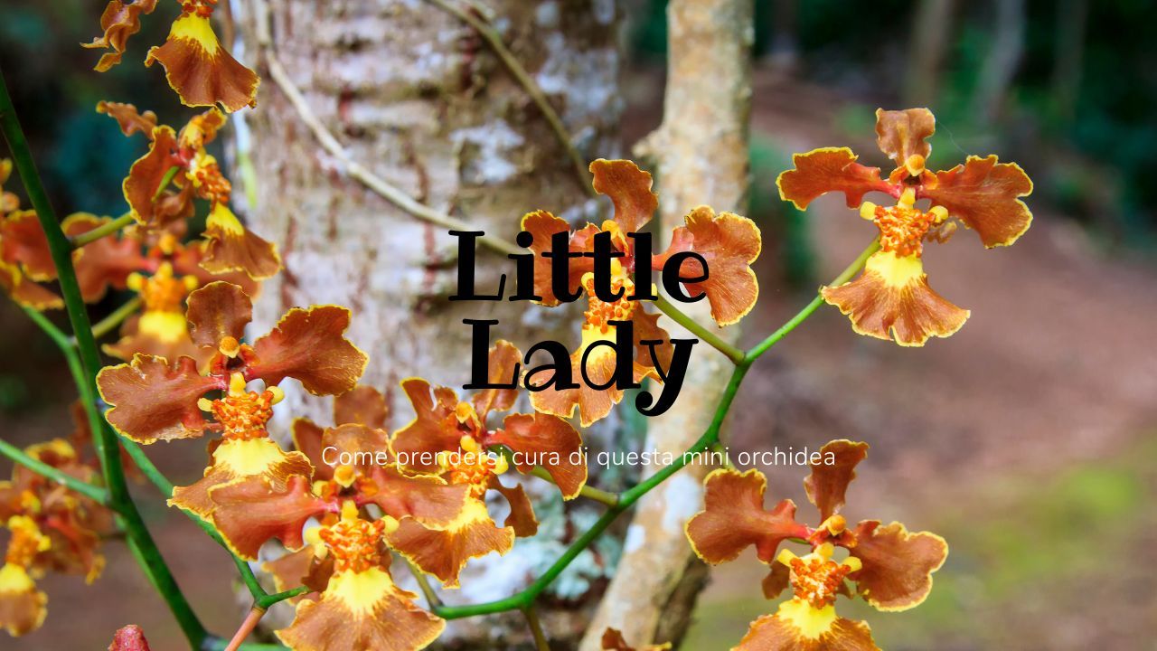 Little Lady