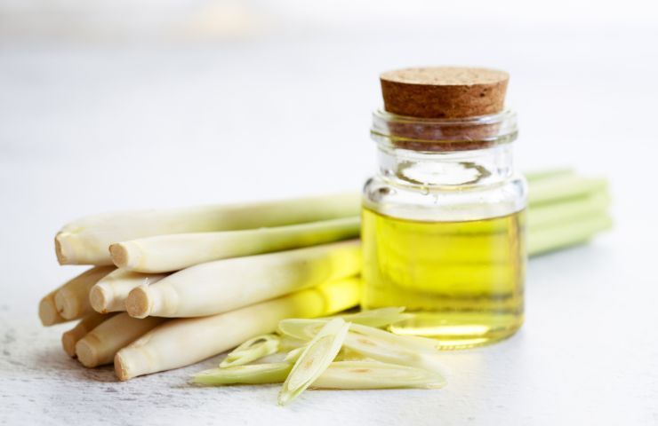 Olio di citronella