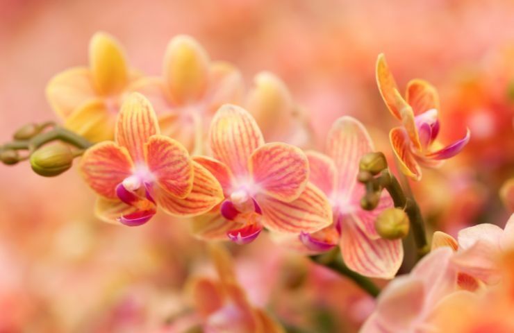 cura dell'orchidea
