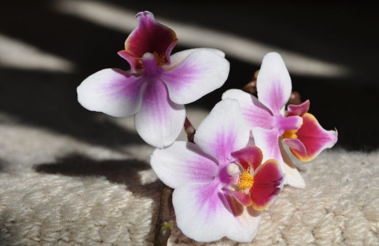 Mini orchidee