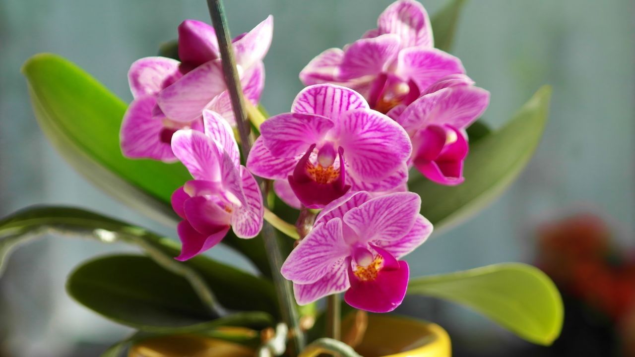 orchidea fioritura