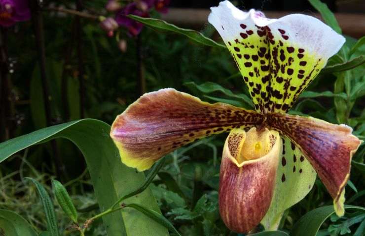 paphiopedilum