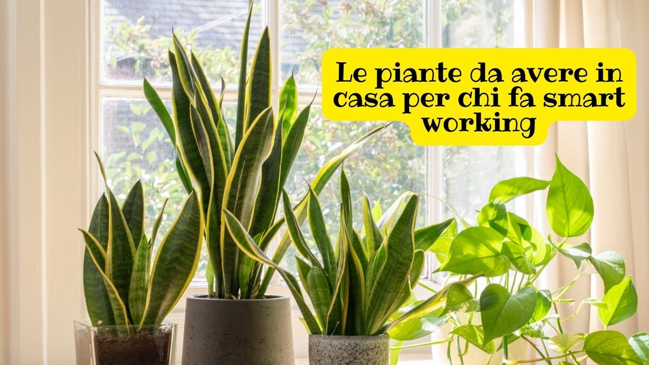 Piante smartworking