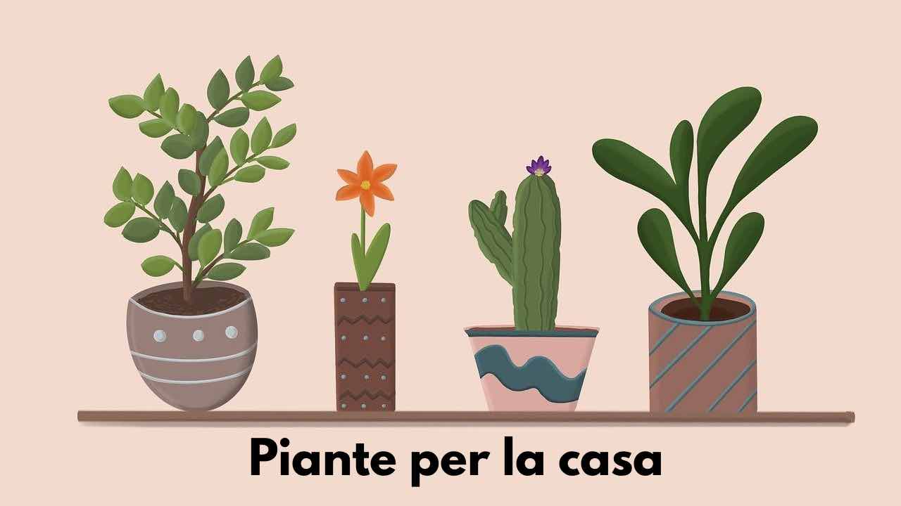 Piante per casa tua, quali comprare