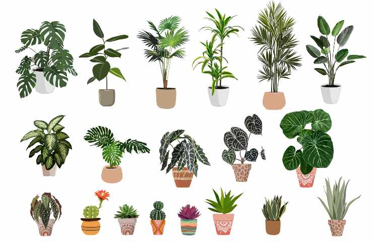 piante esotiche trucco farle fiorire casa