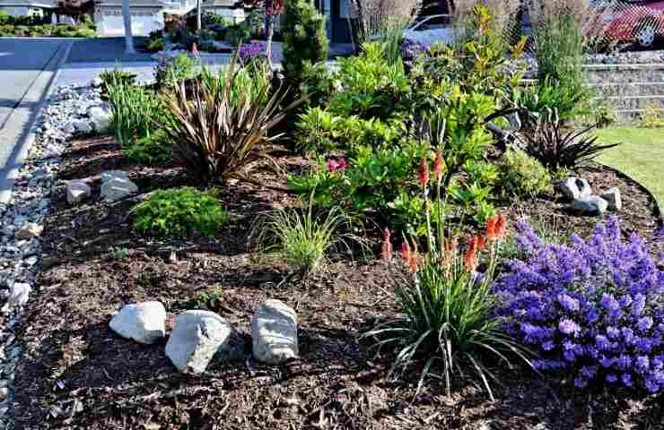 piante giardino come risparmiare