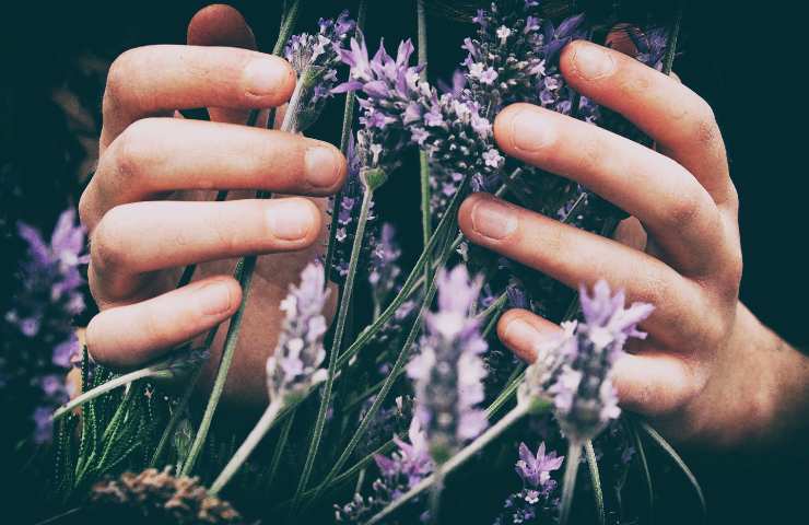 Lavanda come coltivarla giardino balcone